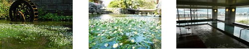 梅花藻・長良川温泉